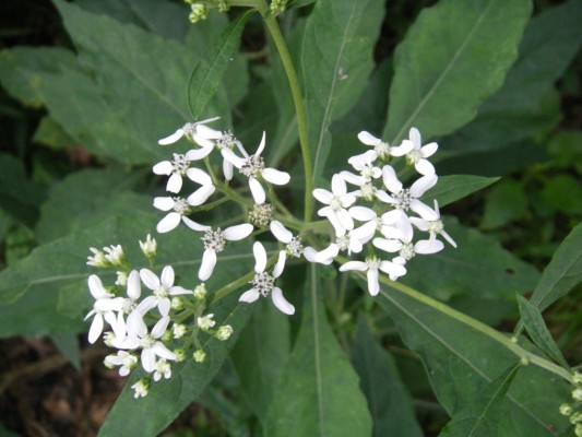 Frostweed/Wingstem
